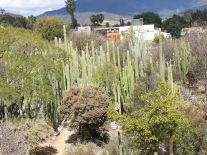 the view of the Jardín Etnobotánico de Oaxaca from Museo de las Culturas de Oaxaca, Santo Domingo
