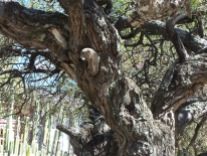 tree at Mitla